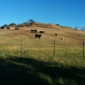 Cows near the summit
