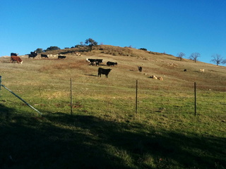 Cows near the summit