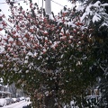 Booth Avenue berries in snow