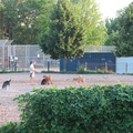 Sorauren Avenue Park -- Off-leash fenced area is larger than than the baseball diamond directly west.  Big dogs overjoyed to be bounding across the open space with their brethern.  Canines seem to want to cluster around their masters, presumably trained as to who is the alpha.  (Sorauren Avenue Park, Parkdale, Toronto, Ontario) 20210812