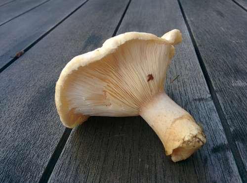 Lawn mushroom underside