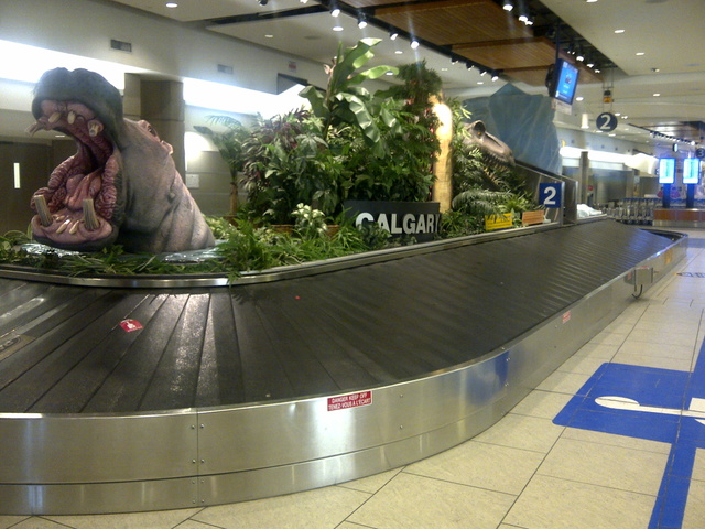 Hippopotamus in baggage carousel at Calgary international airport. Arrivals promotion of local zoo, then other attraction at other carousels. Something to look at, while waiting for luggage, it's creative use of public space (Calgary) 20120306 1453 flickr-6814609668.jpg