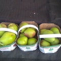 Flemish Beauty Pears