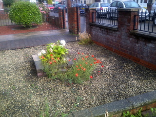 Front year garden in Hull England 20110716
